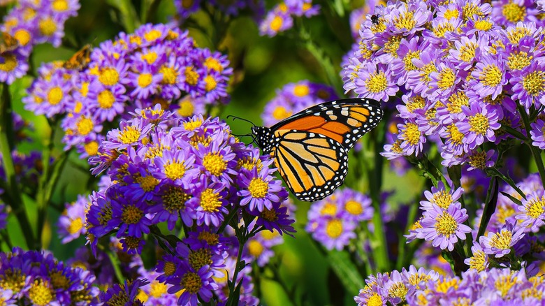 Monarch butterfly forages nectar from aster flowers