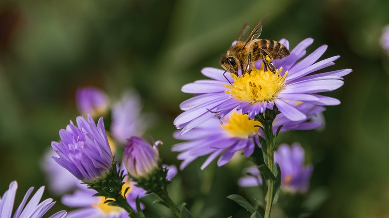 Bee on a purple flower