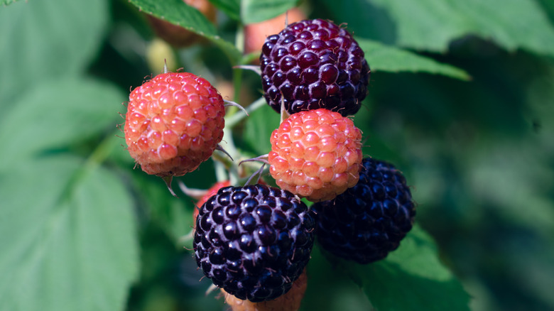 Close-up of black raspberry bush with berries