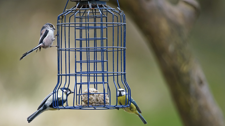 bird feeder with birds