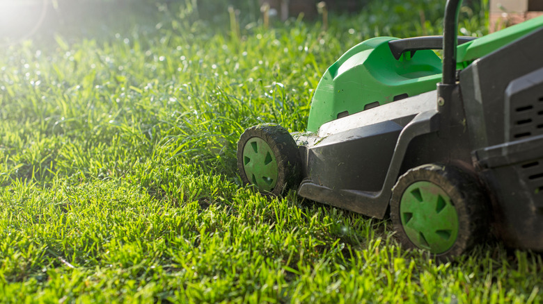 Green lawn mower cutting grass