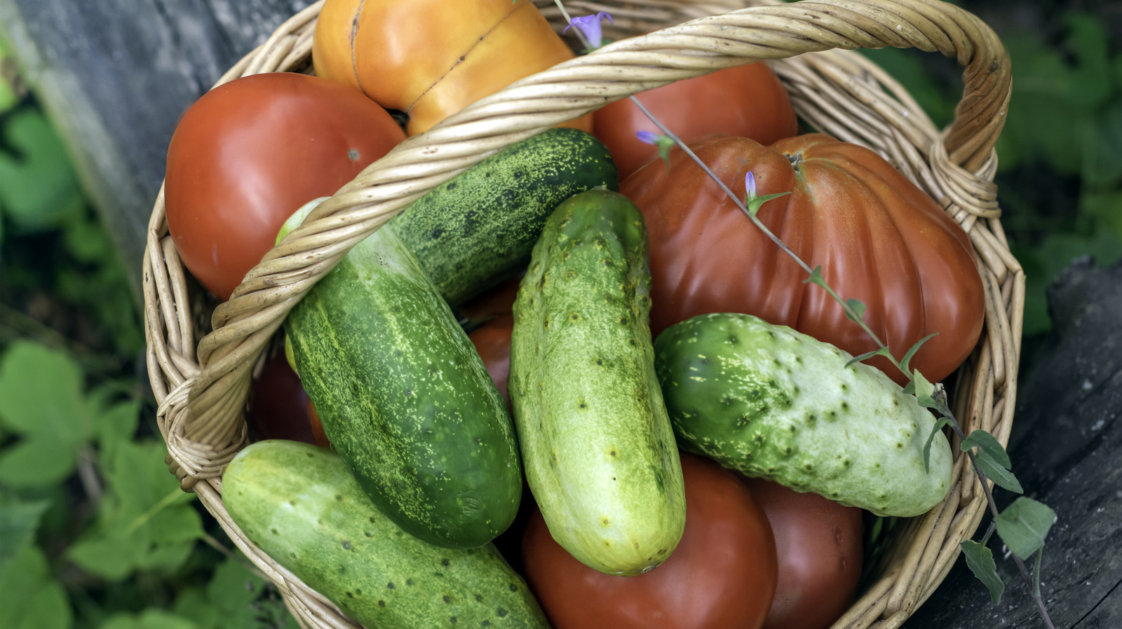 Why You Shouldn't Plant Cucumbers And Tomatoes Together In The Garden