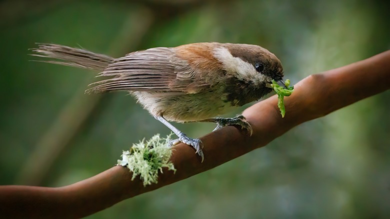 mouse eating birdseed
