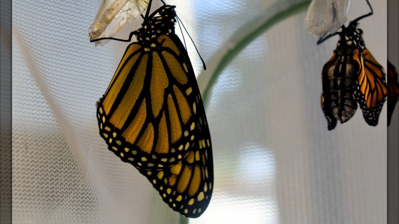 monarch butterflies in an enclosure