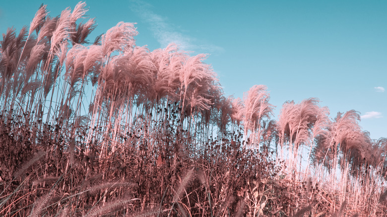 Pink Pampas Grass: Buyer Beware! - Laidback Gardener