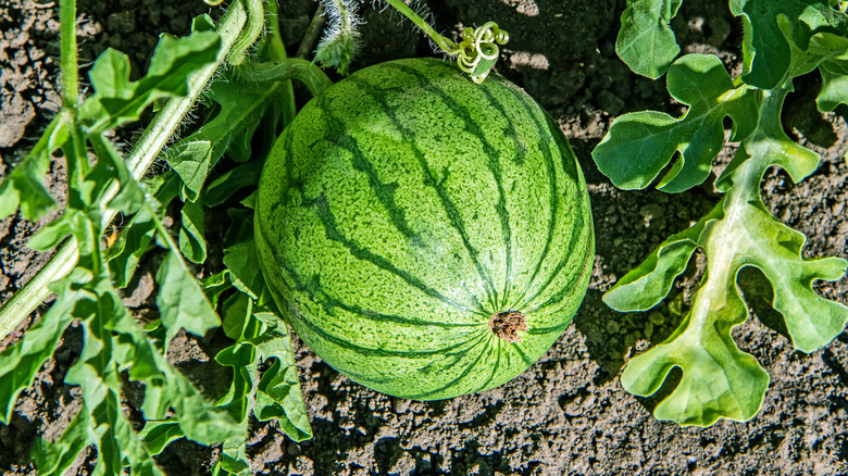 A ripe green watermelon still on the vine in a garden