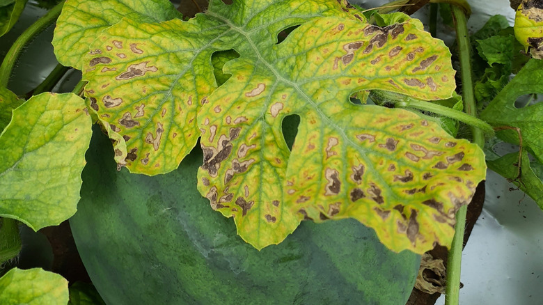 A watermelon leaf with brown and yellow infected spots