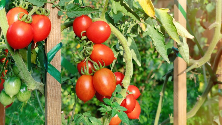 Tomatoes growing on a stake in bright sunshine