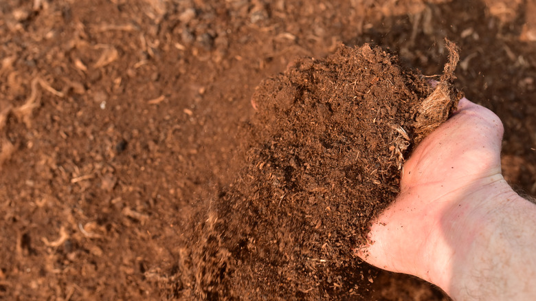 hand in peat moss