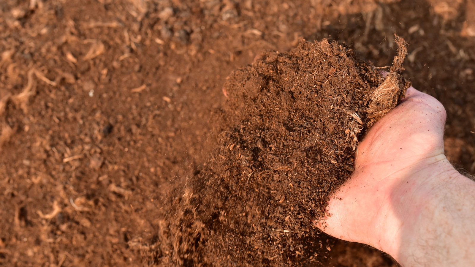 Why You Shouldn't Use Peat Moss In Your Garden