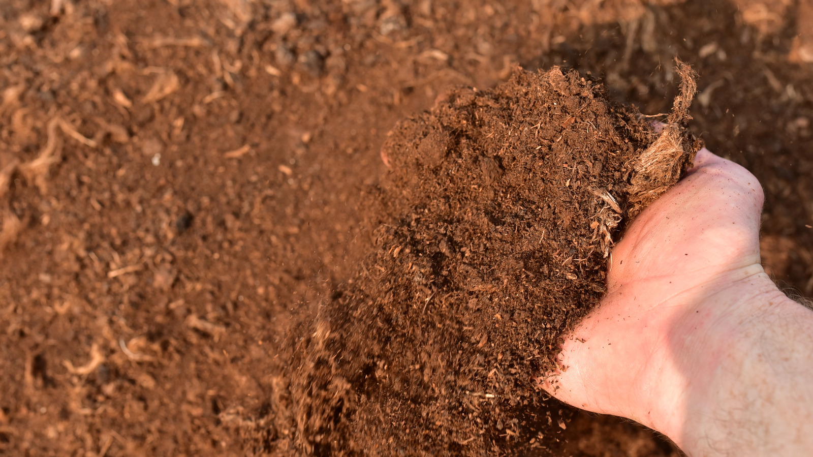 Peat Moss In Your Garden