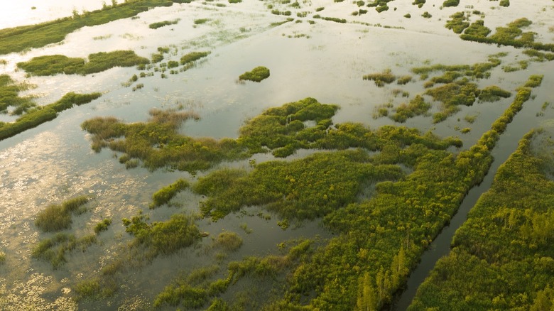 peat moss bog