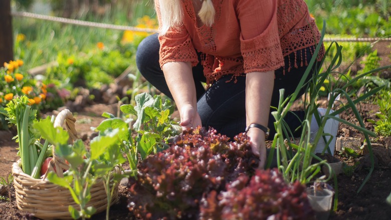 Woman harvesting produce in garden