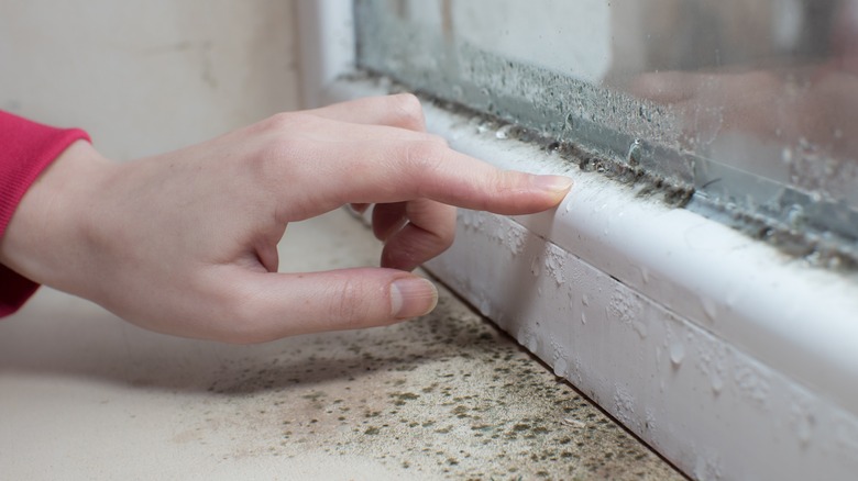 person looking at black mold