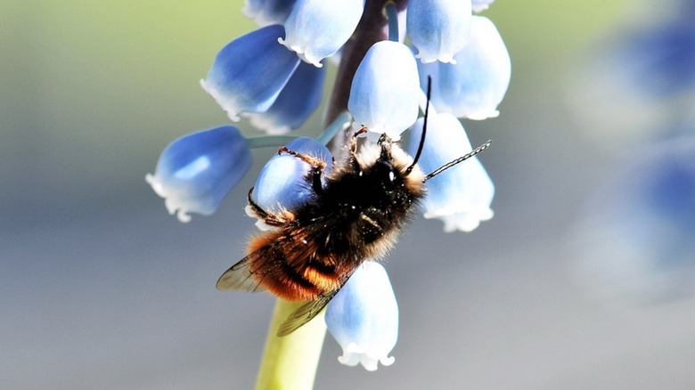 mason bee on blue flower