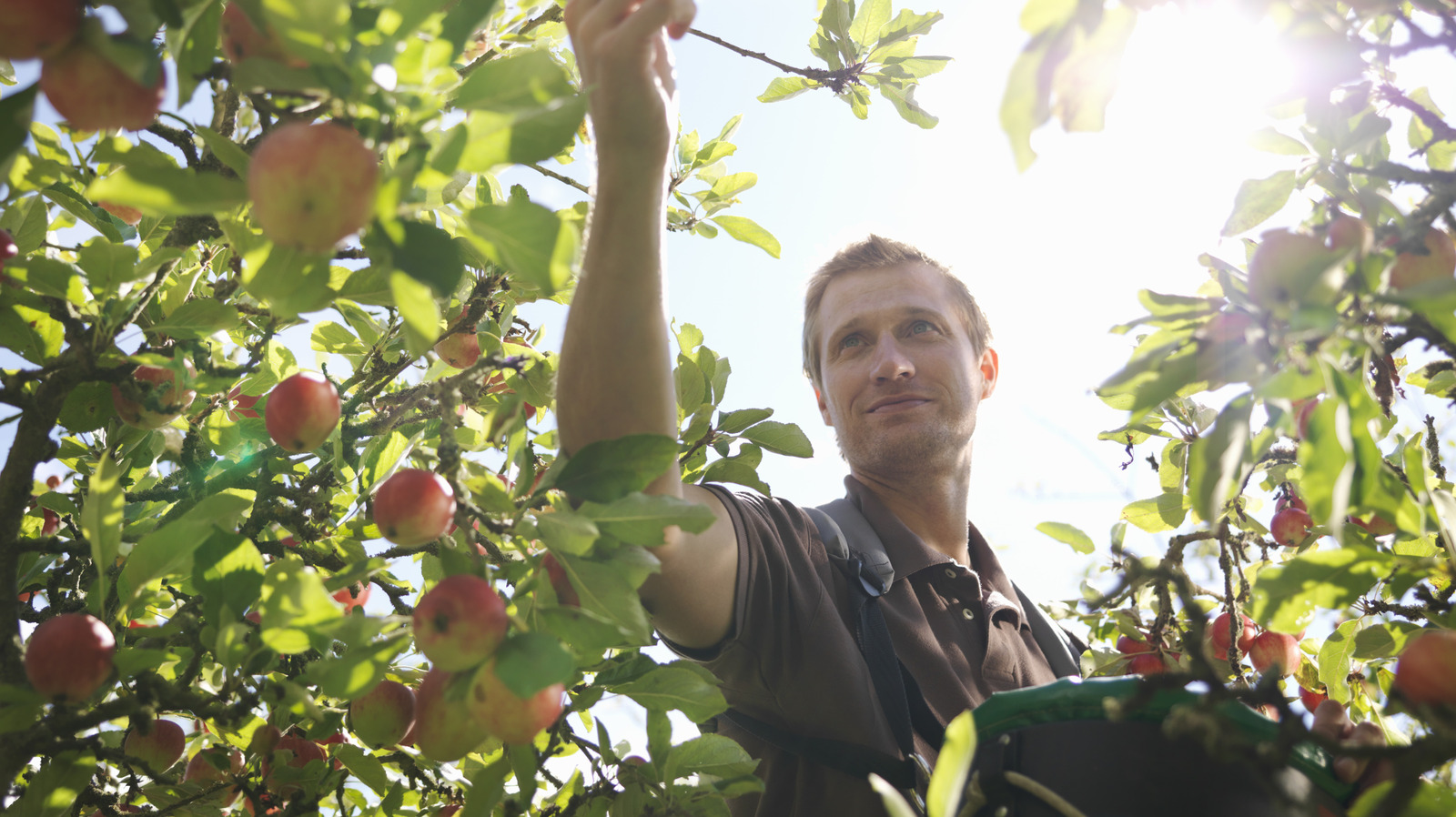 Reasons to Keep Root Crops Away from Fruit Trees