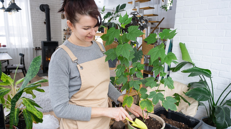 woman planting flowering maple