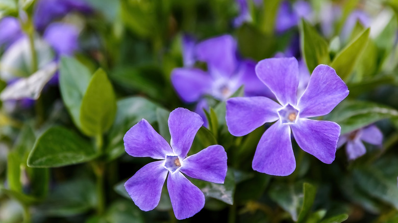 Violet periwinkle flowers