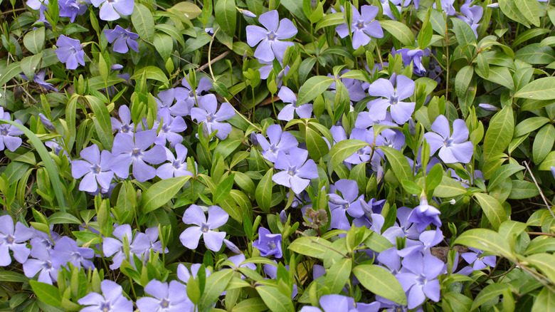Periwinkle plant growing outside