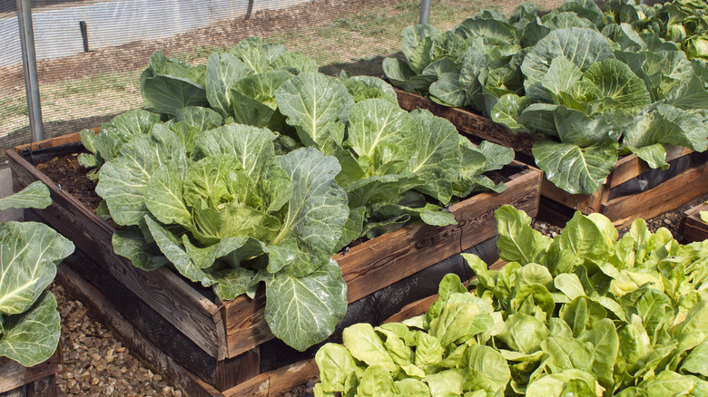 cabbages growing in palettes