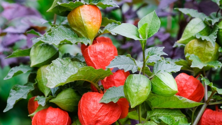 physalis alkekengi or Chinese lanterns