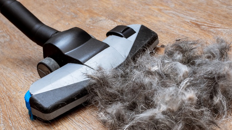 Vacuuming pile of pet hair 