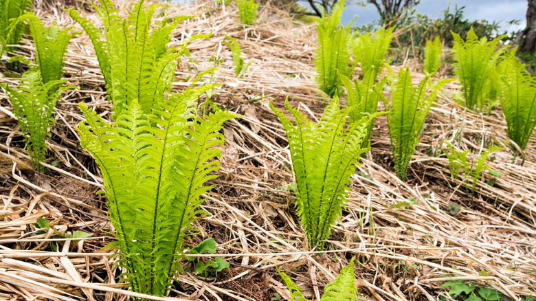 Why You Won't Want To Grow Ostrich Ferns In Your Garden