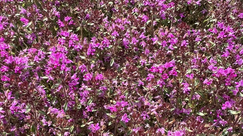 Growing red creeping thyme