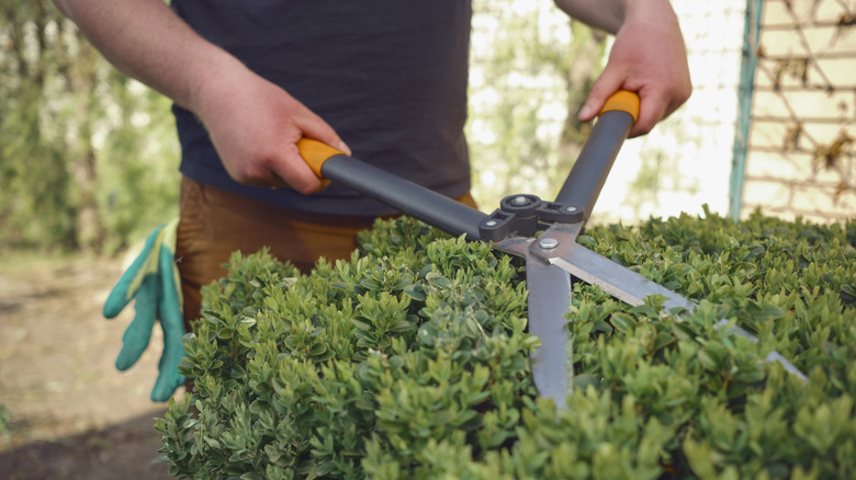 hands pruning some bushes