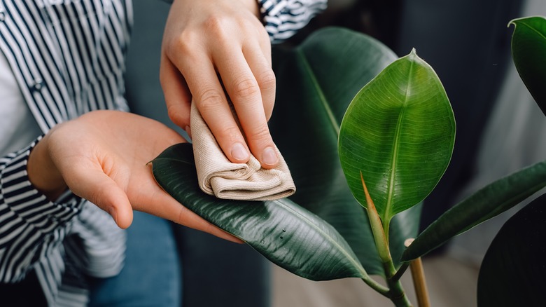 Cleaning plant leaves