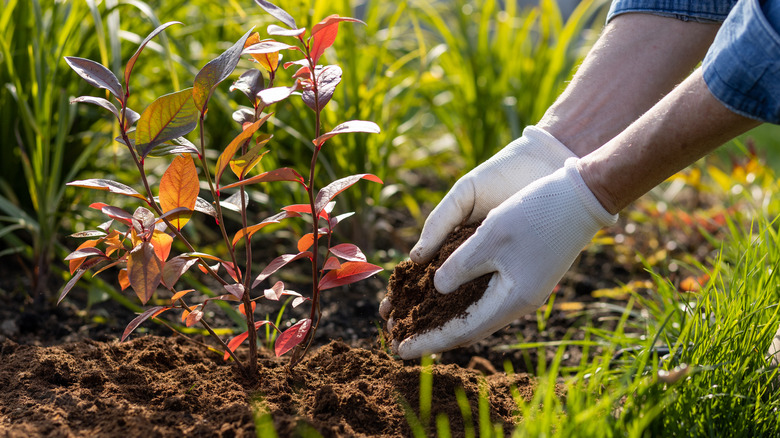 gloved hands mulching plant