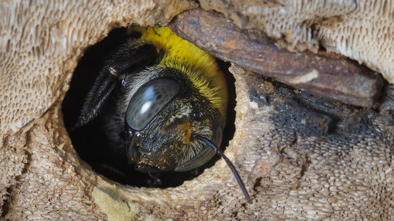 A carpenter bee in nest