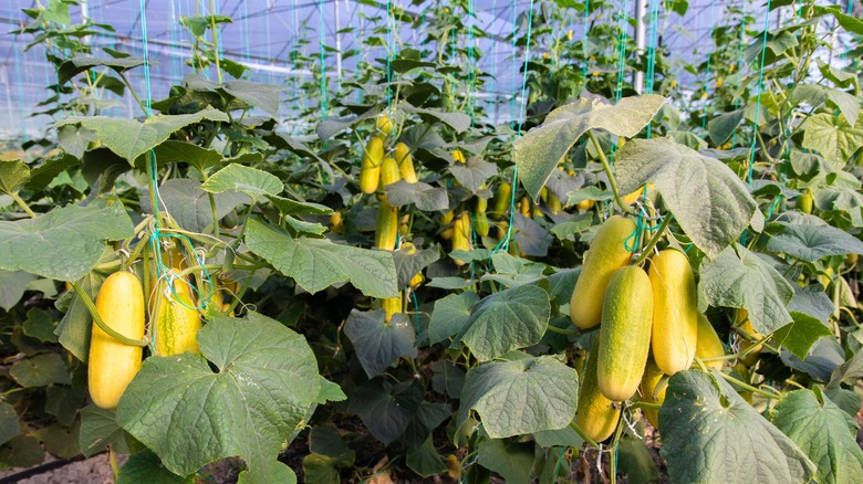 overipe cucumbers on vine