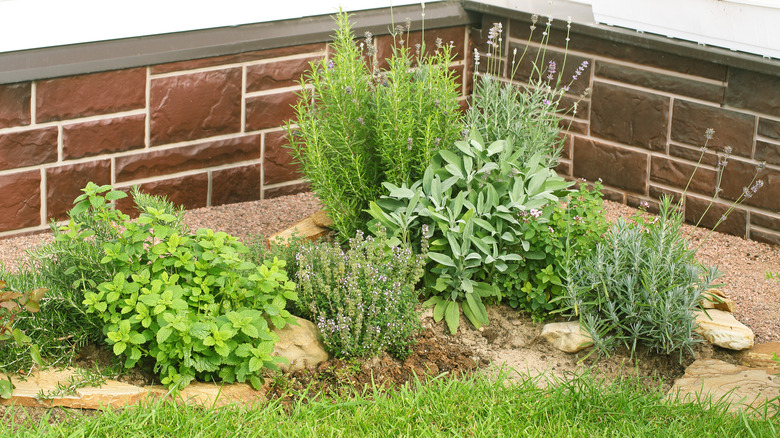 Garden with lavendar and oregano