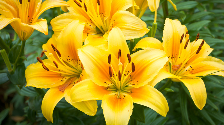 Yellow daylilies in bloom