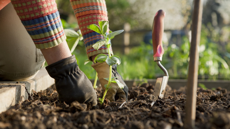 planting beans in garden