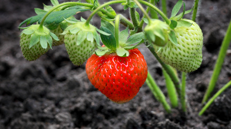 strawberries growing in soil
