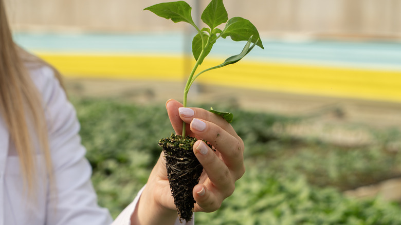 woman holding tomato seedling