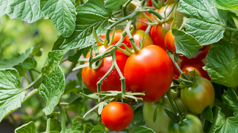 Ripe red tomatoes growing on a vine