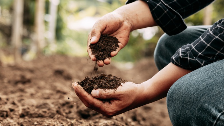 Hands holding soil