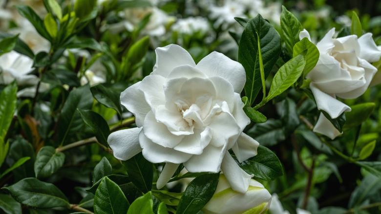White gardenia bush