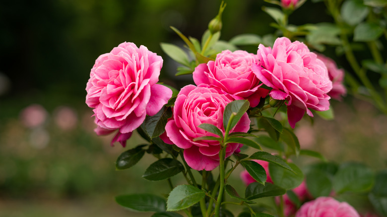Pink roses growing