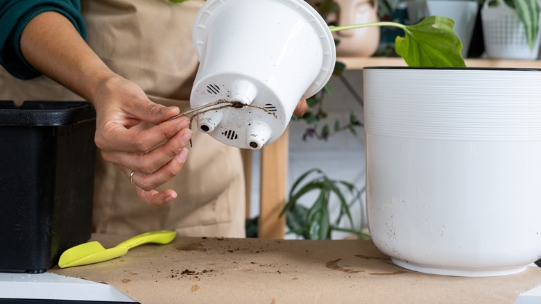 transplanting home plant