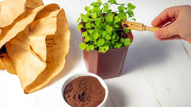 plant beside coffee and filters