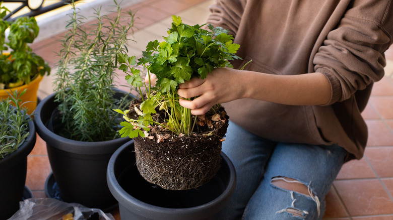 gardener potting plant