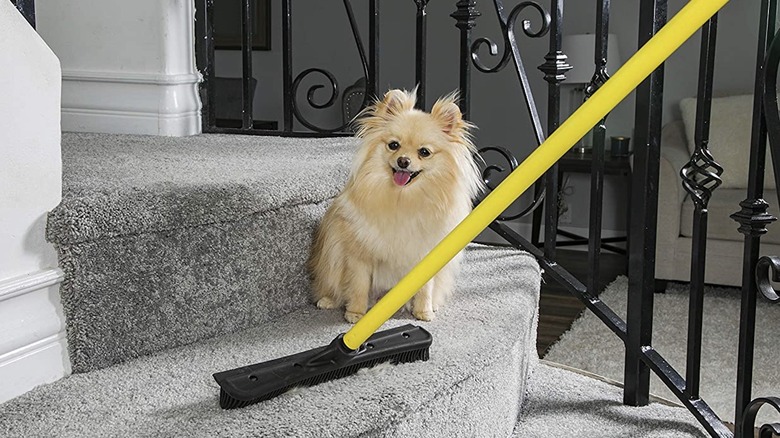 Dog on carpet with Squeegee