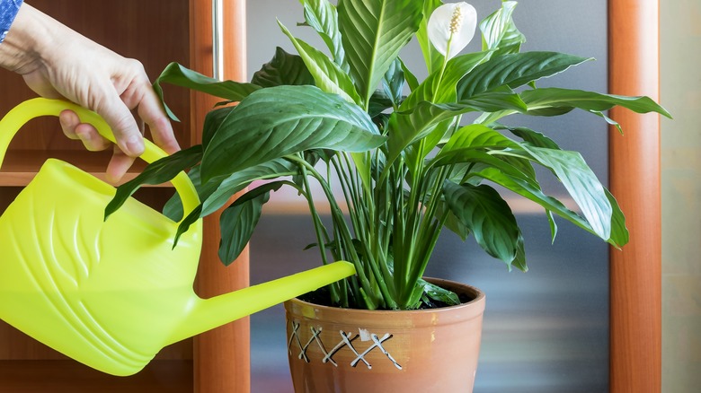 woman watering planter