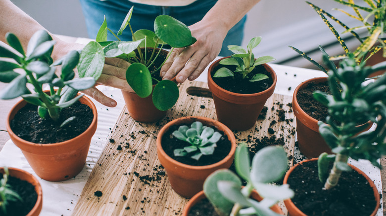 putting plants in terra cotta pots