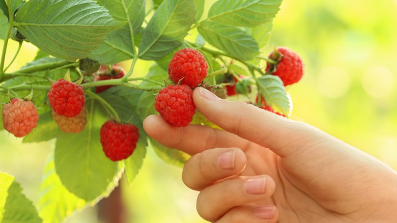 person picking raspberries from bush 