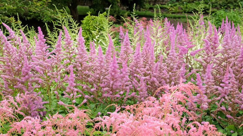Pink and white astilbes in bloom.